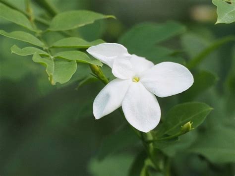 茉莉花種類|ジャスミン（茉莉花）の花言葉｜種類、花の特徴、名 